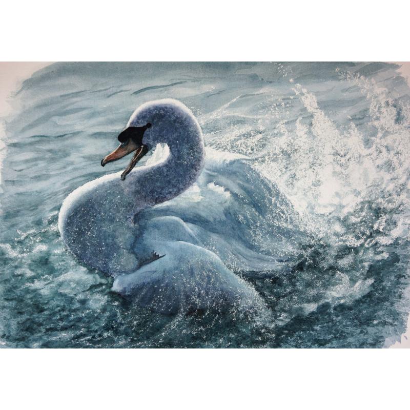 Swan Displaying