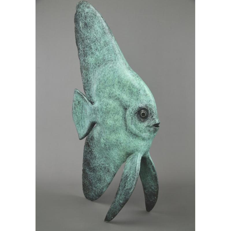 Young Longfin Batfish